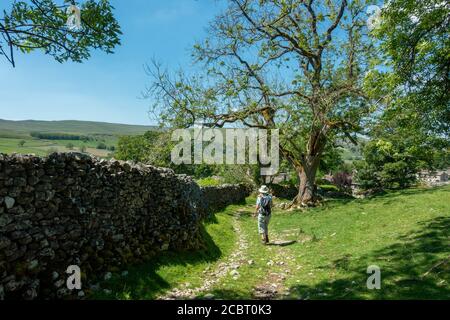 Landschaft in Großbritannien: Weibliche Wanderer, die an einem heißen Sommertag, Yorkshi, durch ein grünes Grasfeld an einer alten Steinscheune auf dem Grassington Woods Walk vorbeigehen Stockfoto