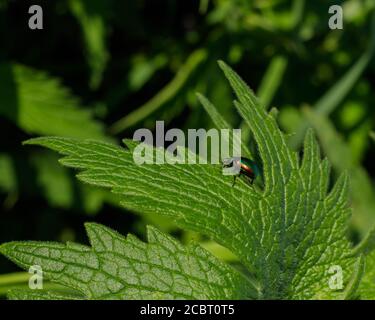 Der bunte Blattkäfer wandert um ein grünes Blatt junger Wildpflanzen von Cannabis. Blick von oben Stockfoto
