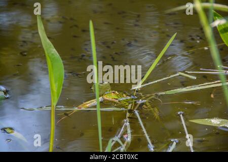 Ein kleiner grüner Frosch im Wasser eines Teiches, mit vielen Kaulquappen in Deutschland, Bayern, Kopf über Wasser Stockfoto