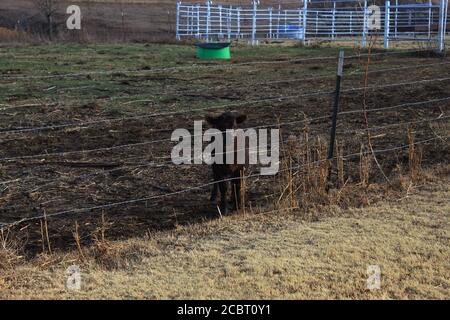 Baby Calf schaut auf die Kamera auf einer Farm in Oklahoma Stockfoto