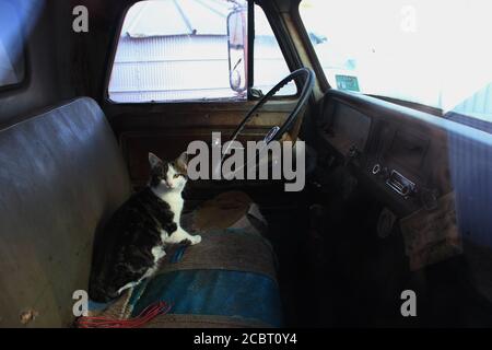 Farm Cat sitzt in der Kabine eines Farm Truck An einem kalten Wintertag warm werden Stockfoto