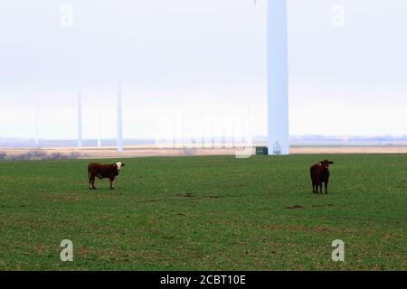 Kühe, die unter einer Windenergieanlage auf einem Feld stehen Ein nebliger Morgen auf einer Oklahoma Farm Stockfoto