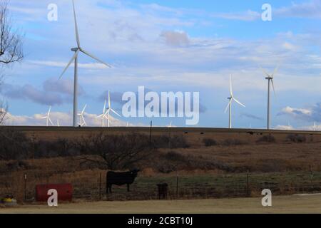 Kuh und Kalb stehen im Feld unter Windenergieanlagen in Oklahoma Stockfoto