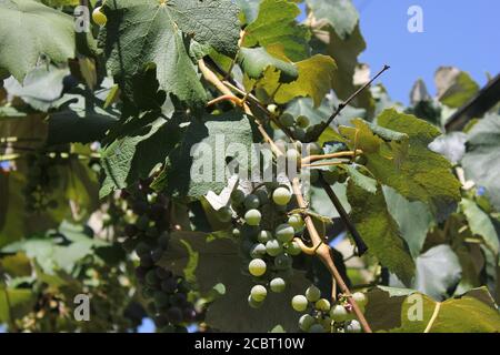 Albanische Weintrauben wachsen auf der Weinrebe im Garten. Stockfoto