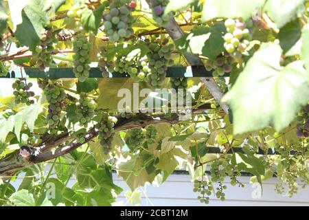 Albanische Weintrauben wachsen auf der Weinrebe im Garten. Stockfoto