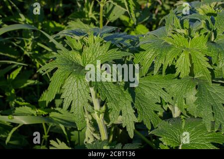 Junge wilde Pflanzen von Marihuana. Der bunte Blattkäfer wandert um ein grünes Blatt. Blick von oben Stockfoto