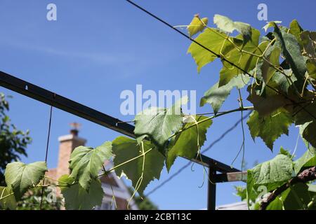 Albanische Weintrauben wachsen auf der Weinrebe im Garten. Stockfoto