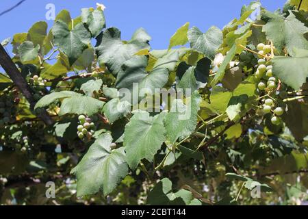 Albanische Weintrauben wachsen auf der Weinrebe im Garten. Stockfoto