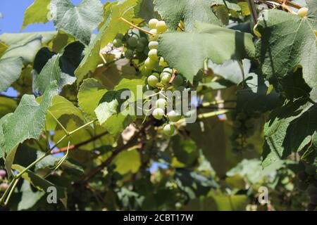 Albanische Weintrauben wachsen auf der Weinrebe im Garten. Stockfoto