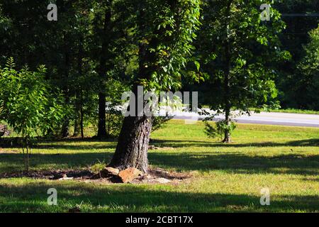 Baum in der Nähe der Straße in den Ozark Mountains USA Arkansas Stockfoto