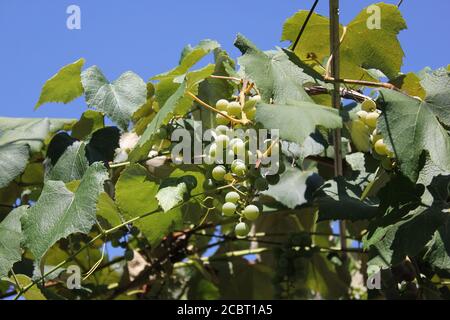 Albanische Weintrauben wachsen auf der Weinrebe im Garten. Stockfoto