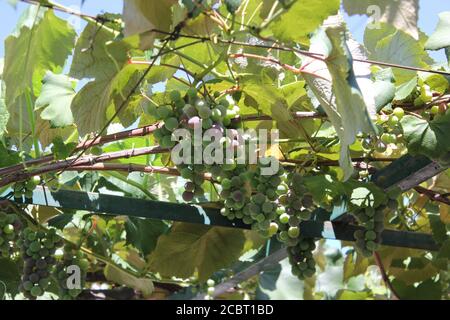 Albanische Weintrauben wachsen auf der Weinrebe im Garten. Stockfoto