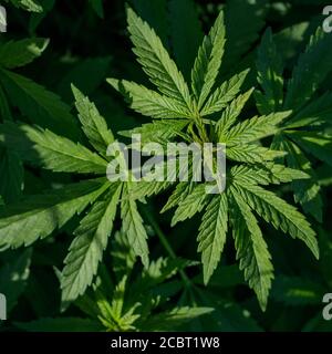 Junge wilde Cannabispflanzen, vom Sonnenlicht beleuchtet. Blick von oben. Stockfoto