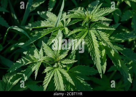 Junge wilde Cannabispflanzen, vom Sonnenlicht beleuchtet. Blick von oben. Stockfoto