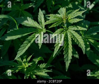 Junge wilde Cannabispflanzen, vom Sonnenlicht beleuchtet. Blick von oben. Stockfoto