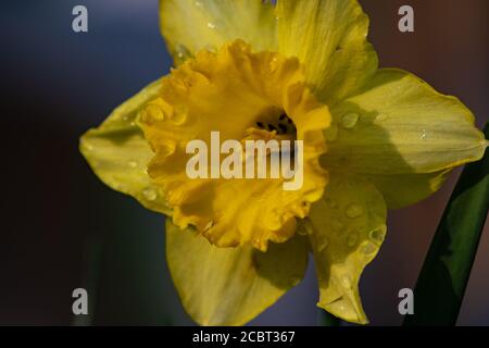 Yellow wet narciso Stockfoto