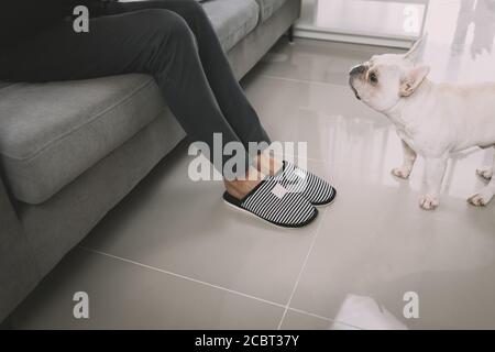 Asiatischer Mann schwarze Haare spielen mit französisch Bulldogge Welpen und setzen sich auf das Sofa zu Hause. Stockfoto