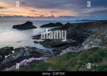 Frühlingsblumen auf der Klippe bei Porth Mear Cove in Cornwall. Das Bild wurde kurz vor Sonnenuntergang Mitte Mai aufgenommen. Stockfoto