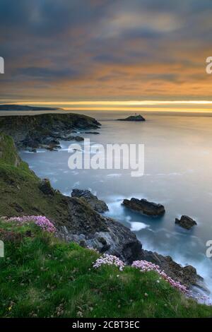 Frühlingsblumen auf der Klippe nahe Navax Point an der Nordküste von Cornwall mit einem Sonnenuntergang über Godrevy Lighthouse in der Ferne. Stockfoto