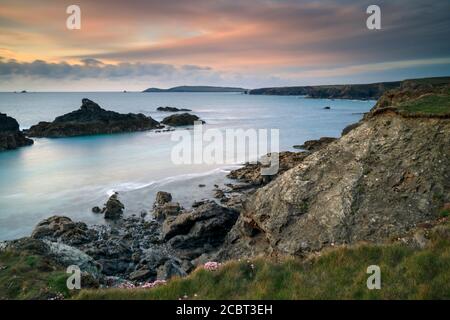 Frühlingsblumen auf der Klippe bei Porth Mear Cove in Cornwall. Das Bild wurde kurz vor Sonnenuntergang Mitte Mai aufgenommen. Stockfoto