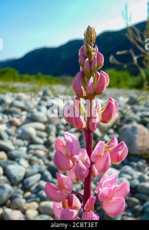 Rosa lupina Blume zwischen den Felsen Stockfoto