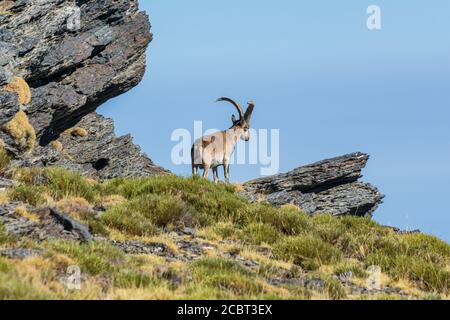 Männliche Bergziege in den Gipfeln der Sierra Nevada, Granada. Stockfoto