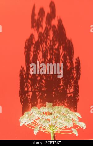Blumenarrangement mit Schatten. Muster aus einem Regenschirm-Blütenstand der Aegopodium-Pflanze und deren Schatten auf einem orange-roten Hintergrund. Flach auflegen, Oberteil V Stockfoto