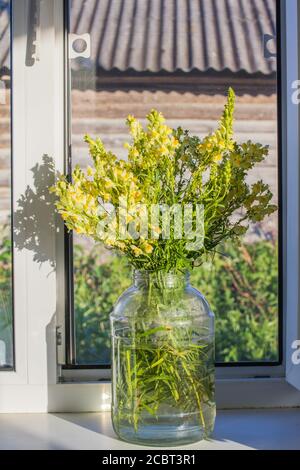 Ein Bouquet von gelben Wildblumen Snapdragon in einem Glas steht auf einer weißen Fensterbank in einem Bauernhaus. Stockfoto