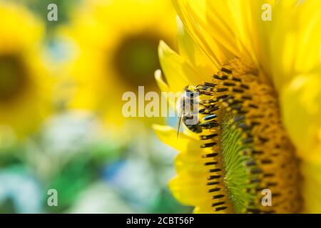 Verkokken der europäischen Honigbiene auf der gemeinsamen Sonnenblumengelben Blüte. APIs mellifera. Helianthus annuus. Floraler Hintergrund von blühenden Kräutern. Bienenzucht. Stockfoto