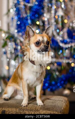 Niedlicher Chihuahua Doggie sitzt auf dem Sofa vor einem verzierten Weihnachtsbaum. Ein kleiner hellbrauner und weißer Hund. Reinrassige Rasse von langhaarigen Haustier. Bokeh. Stockfoto