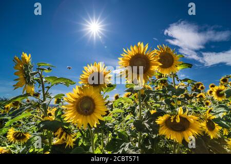 Sonnenblumenblüten mit Sonnenstrahlen am blauen Himmel in der Sommerhitze. Helianthus annuus. Künstlerische Szene mit sonnenbeleuchteten hohen gelben Blumen und niedlichen fliegenden Honigbiene. Stockfoto