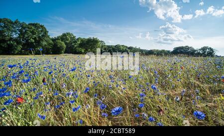 Ländliche Landschaft und Wiese voller blühender Kornblumen. Centaurea cyanus. Blühende Kräuter und Wald unter blauem Himmel und weißen Wolken in landschaftlich reizvoller Natur. Stockfoto