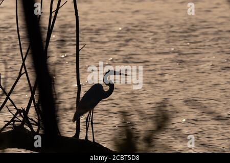 Großer Weißer Reiher, der auf einem gefallenen Baum an einem See steht, während die Sonne aufgeht und schattige Silhouetten des Vogels und der Bäume mit einem wässrigen Hintergrund erzeugt. Stockfoto