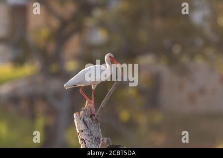 Ein weißes Ibis, das auf einem toten Baumstumpf bei einem See steht, die verschwommene Form eines Hauses, das durch die Bäume im Hintergrund guckt. Stockfoto