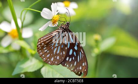 Blau und braun anmutige Monarchschmetterling, mit großen und zerbrechlichen Flügeln und langen Antennen, auf einer weißen Gänseblümchen Blume, in einem tropischen botanischen Garten Stockfoto