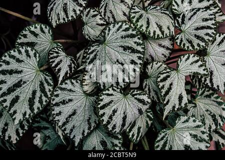 Silber Satin Pothos Pflanzen Nahaufnahme Textur auf Natur Blatt in der Umwelt. Stockfoto