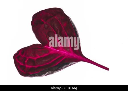 Blatt des Hühnerzahn oder Beefsteak Pflanze (Iresine herbstii) Stockfoto