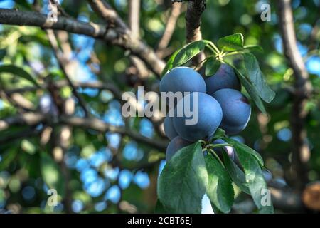 Reife saftige Pflaumen auf einem Ast in der Sonne Stockfoto