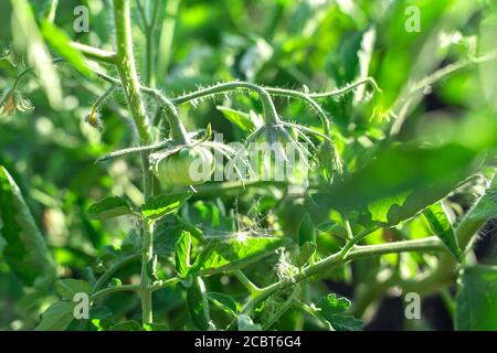 Anbau von Tomaten im Garten an der frischen Luft, Tomatensträucher mit grünen Tomaten an den Zweigen. Stockfoto