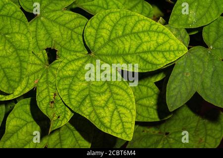 Blätter der Affenleiter-Rebe (Bauhinia glabra) Stockfoto