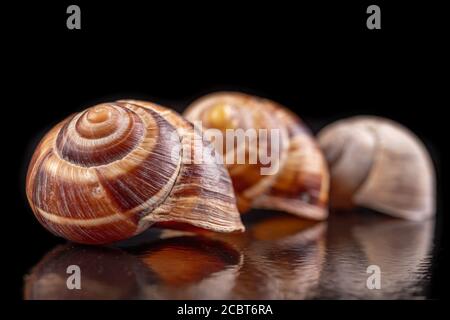 Leere Schneckenschale. Die Schale schützt den Schwertfisch vor dem Wetter. Dunkler Hintergrund. Stockfoto