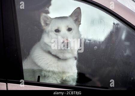 Husky Schlittenhund im Auto, Reise Haustier. Hund im Auto eingeschlossen, aus dem Fenster schauen und auf das Gehen warten. Lustige Husky Hund Reise-Konzept. PET tra Stockfoto