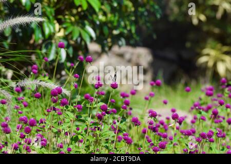 Purple Globe Amarainth auch als Gomphrena globosa Blumen winken im Garten Feld mit grünem Hintergrund bekannt. Stockfoto