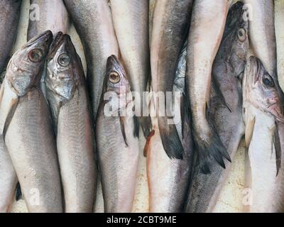 Frischer Makrelenfisch auf dem Fischmarkt, traditioneller Fisch auf dem Markt Stockfoto