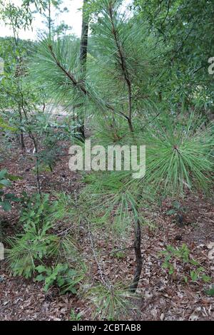Native ShortLeaf Pine in South Carolina, Pinus echinata. Stockfoto