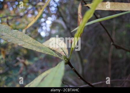 Dramatische, fast abstrakte Aufnahme von Blättern und Knospen am Ende eines sanften jungen Zweiges auf einem Baum in einem Wald Stockfoto