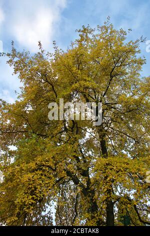 Goldene, gelbe Blätter auf einem Baum im Herbst (Herbst), Blick nach oben und gegen einen blauen Himmel mit hellen Wolken gesetzt Stockfoto