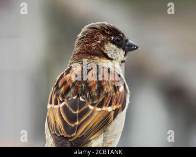 Sperling in regnerischen Tag Szene. Sperling aus der Nähe. Stockfoto