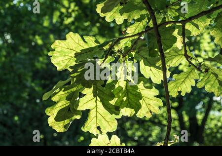 Sonnenlicht auf grünen Eichenblättern im Sommerwald. Stockfoto