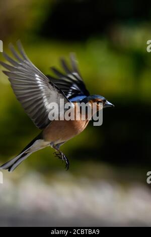 Männlicher Chaffinch im Flug mit Bokeh Hintergrund Stockfoto